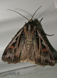 Bright-striped Dart